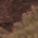 Fawn / Espresso Brown
